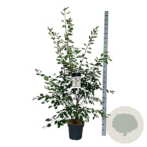 Amelanchier lamarckii 150-175 cm 15L
