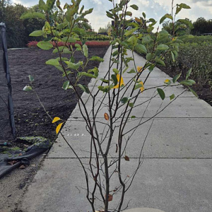 Amelanchier lamarckii 150-175 cm 15L