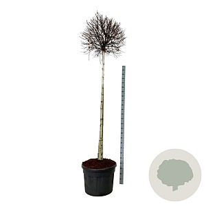 Betula p. Magical Globe 180 cm stam cont. 110L extra
