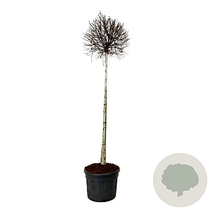 Betula p. Magical Globe 180 cm stam cont. 110L extra