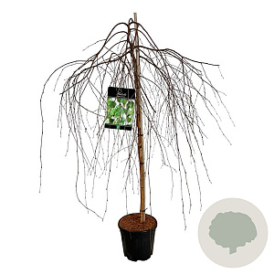 Betula p. 'Youngii' 120 cm stam 15L