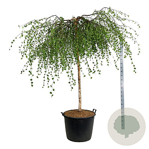 Betula p. 'Youngii' 180 cm stam cont. 130L extra