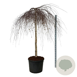 Betula p. 'Youngii' 180 cm stam cont. 130L extra