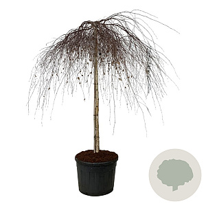 Betula p. 'Youngii' 180 cm stam cont. 130L extra