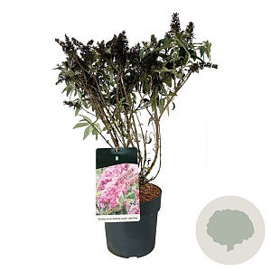 Buddleja d. B. Candy Little Pink 40-50 cm P26