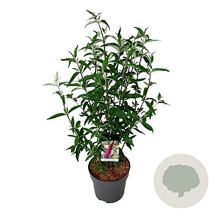 Buddleja d. 'Ile de France' 100-125 cm 15L