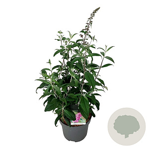Buddleja d. 'Pink Delight' 80-100 cm 15L