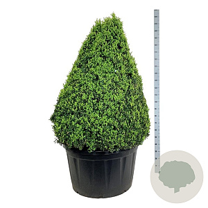 Buxus sempervirens 125-150 cm cont. 285L piramide