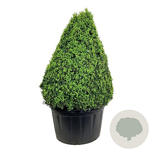 Buxus sempervirens 125-150 cm cont. 285L piramide