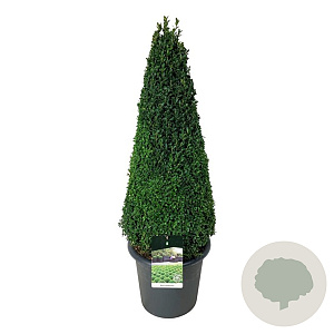 Buxus sempervirens 90-100 cm 17L piramide antraciet
