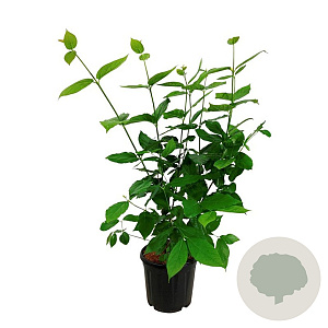 Calycanthus r. 'Aphrodite' 100-125 cm 15L