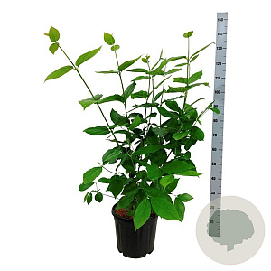 Calycanthus r. 'Aphrodite' 100-125 cm 15L