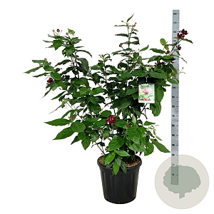 Calycanthus r. 'Aphrodite' 100-125 cm 30L extra