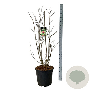 Calycanthus r. 'Aphrodite' 100-125 cm 30L extra