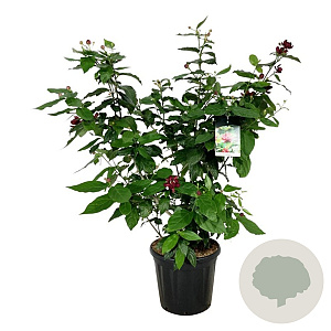 Calycanthus r. 'Aphrodite' 100-125 cm 30L extra