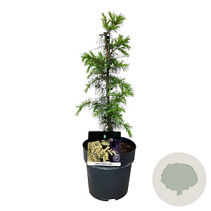 Cedrus deod. 'Aurea' 30-40 cm 5,0L