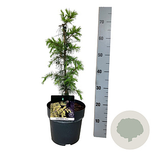 Cedrus deod. 'Aurea' 30-40 cm 5,0L