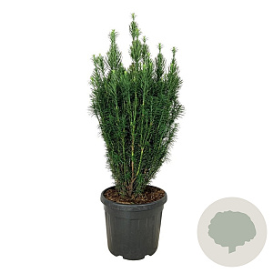 Cephalotaxus h. 'Fastigiata' 100-125 cm 45L extra