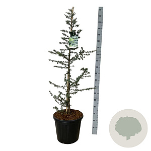 Cedrus l. 'Glauca' 125-150 cm 30L extra