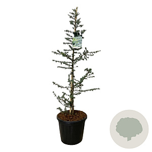 Cedrus l. 'Glauca' 125-150 cm 30L extra