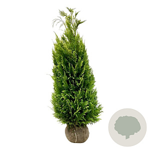 Chamaecyparis l. 'Ivonne' 140-160 cm met kluit extra