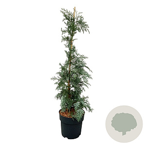 Chamaecyparis l. 'Spek' 50-60 cm 5,0L