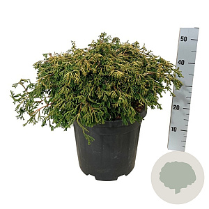 Chamaecyparis o. 'Gitte' 40-50 cm 15L