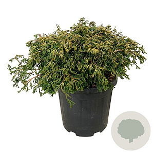 Chamaecyparis o. 'Gitte' 40-50 cm 15L