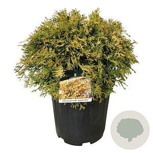 Chamaecyparis o. 'Kamarachiba' 40-50 cm 15L
