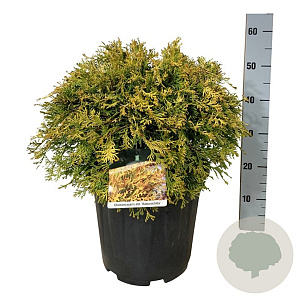 Chamaecyparis o. 'Kamarachiba' 40-50 cm 15L