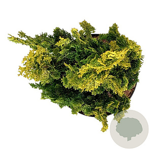 Chamaecyparis o. 'Meroki Twin' 30-40 cm 6,5L