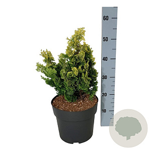 Chamaecyparis o. 'Meroki Twin' 30-40 cm 6,5L