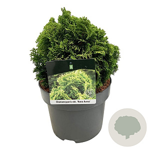 Chamaecyparis o. 'Nana Aurea' 15-20 cm 5,0L