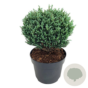 Chamaecyparis p. 'Blue Moon' 25-30 cm 6,5L