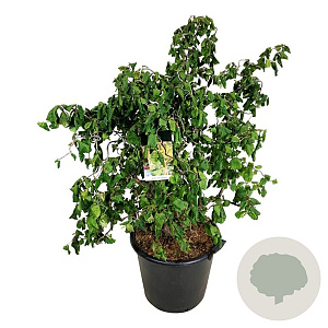 Corylus a. 'Contorta' 100-125 cm cont. 55L extra