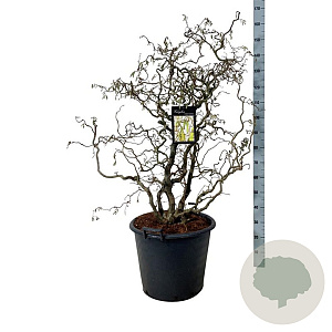 Corylus a. 'Contorta' 125-150 cm cont. 55L extra