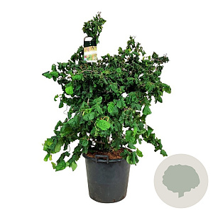 Corylus a. 'Contorta' 125-150 cm cont. 55L extra