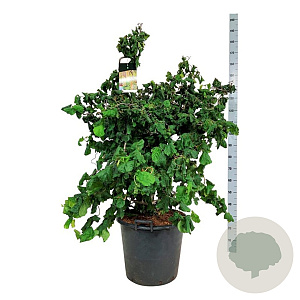 Corylus a. 'Contorta' 125-150 cm cont. 55L extra