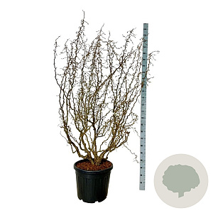 Corylus a. Medusa 150-175 cm cont. 55L extra