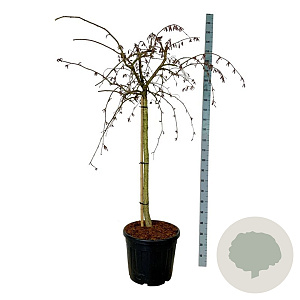 Corylus a. Purple Umbrella 120 cm stam cont. 55L extra