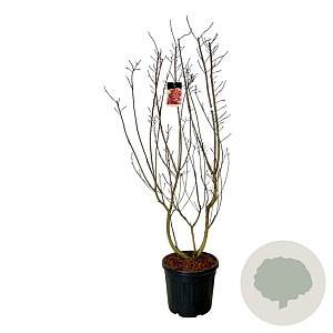 Cotinus cog. 'Royal Purple' 170-200 cm cont. 55L extra