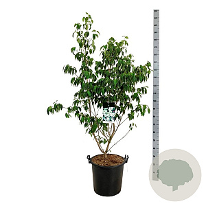 Cornus k. 'China Girl' 150-175 cm 30L extra