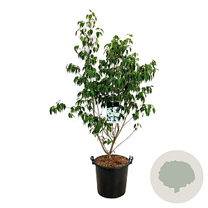 Cornus k. 'China Girl' 150-175 cm 30L extra