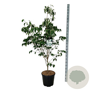 Cornus k. 'China Girl' 175-200 cm 30L extra