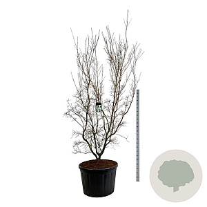 Cornus k. 'China Girl' 225-250 cm cont. 230L solitair