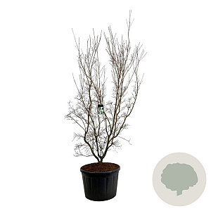 Cornus k. 'China Girl' 225-250 cm cont. 230L solitair