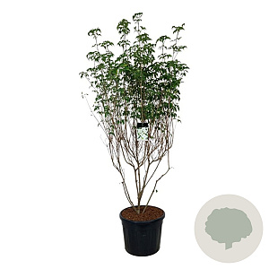 Cornus k. 'Milky Way' 200-250 cm cont. 90L extra