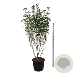 Cornus k. 'Milky Way' 200-250 cm cont. 90L extra