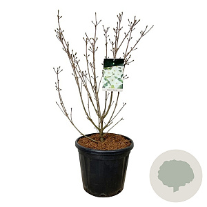 Cornus k. 'Milky Way' 80-100 cm 30L extra