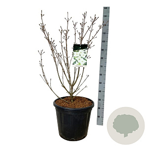 Cornus k. 'Milky Way' 80-100 cm 30L extra